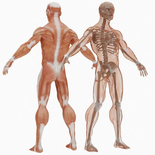 肌肉骨骼系統.jpg