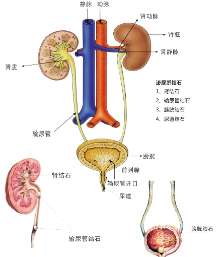 泌尿系統.jpg